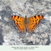 polygonia egea atskuri female